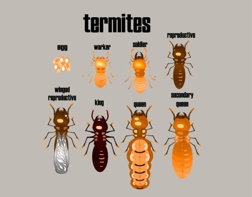 Termites Listed