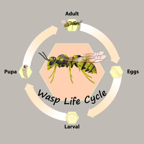 Wasp-lifecycle